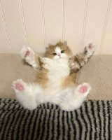 Клуб любителей котиков